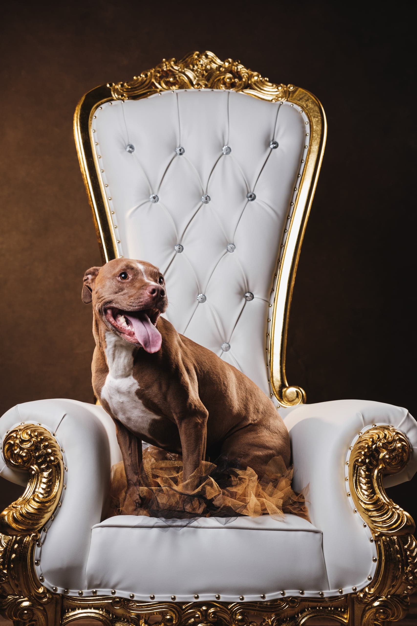Studio dog portrait on a white and gold throne chair