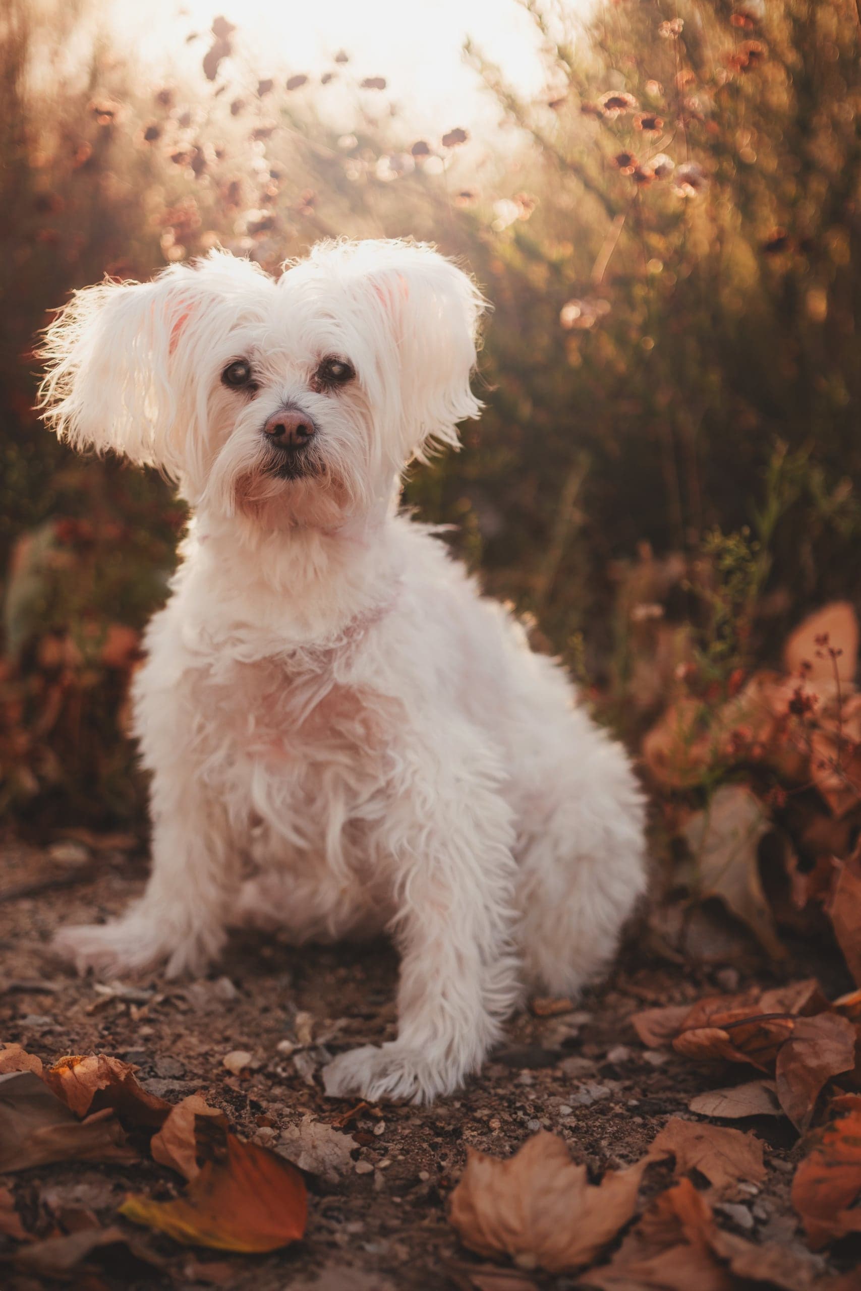 Maltese portrait among autumn foliage