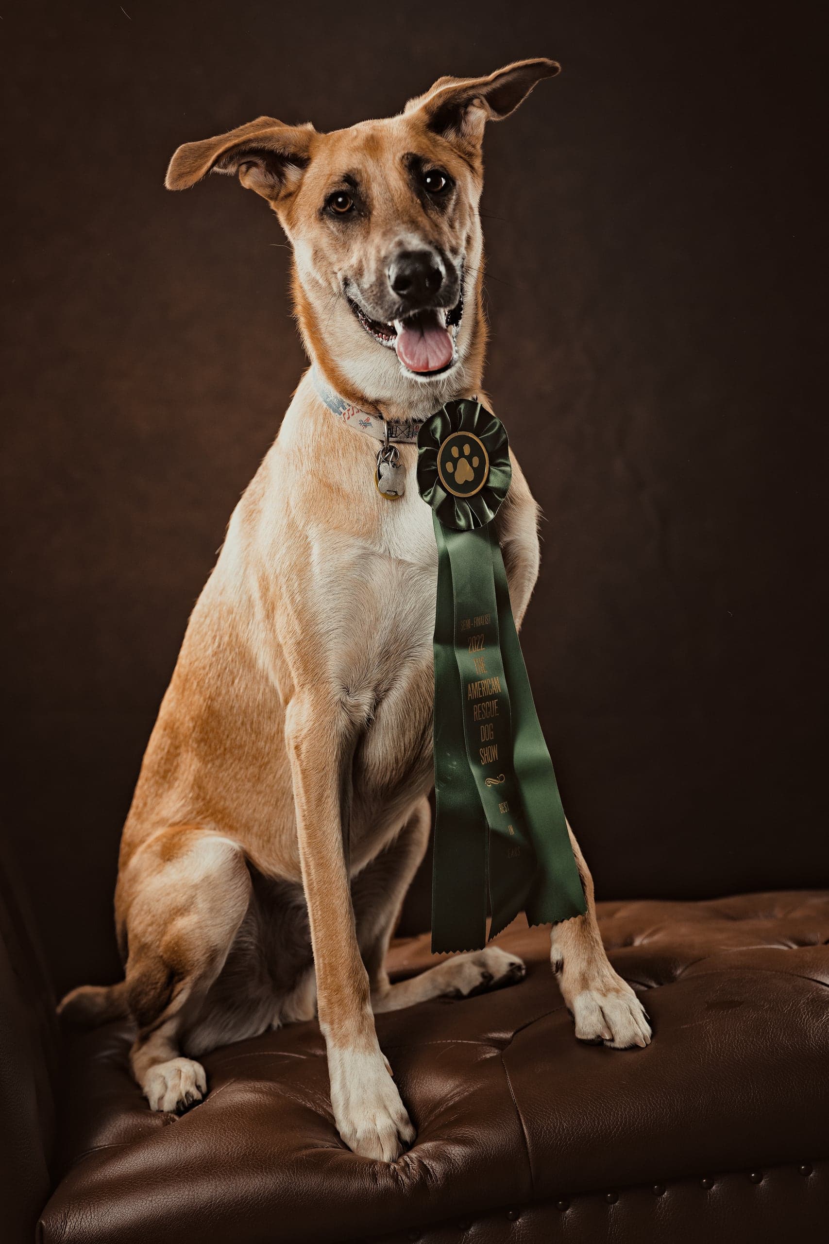 Studio dog portrait with an award ribbon