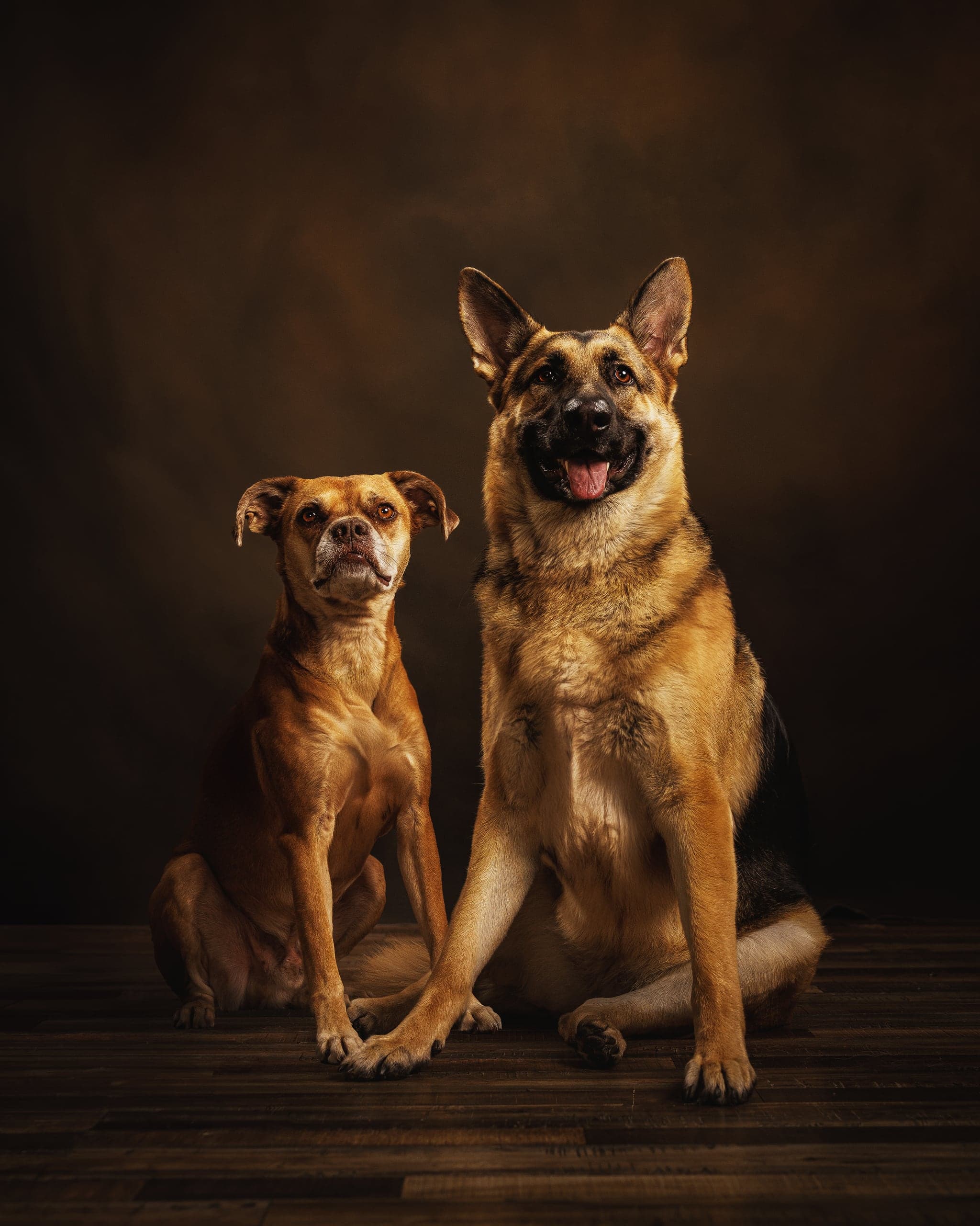 Two dogs posed together on a dark studio backdrop