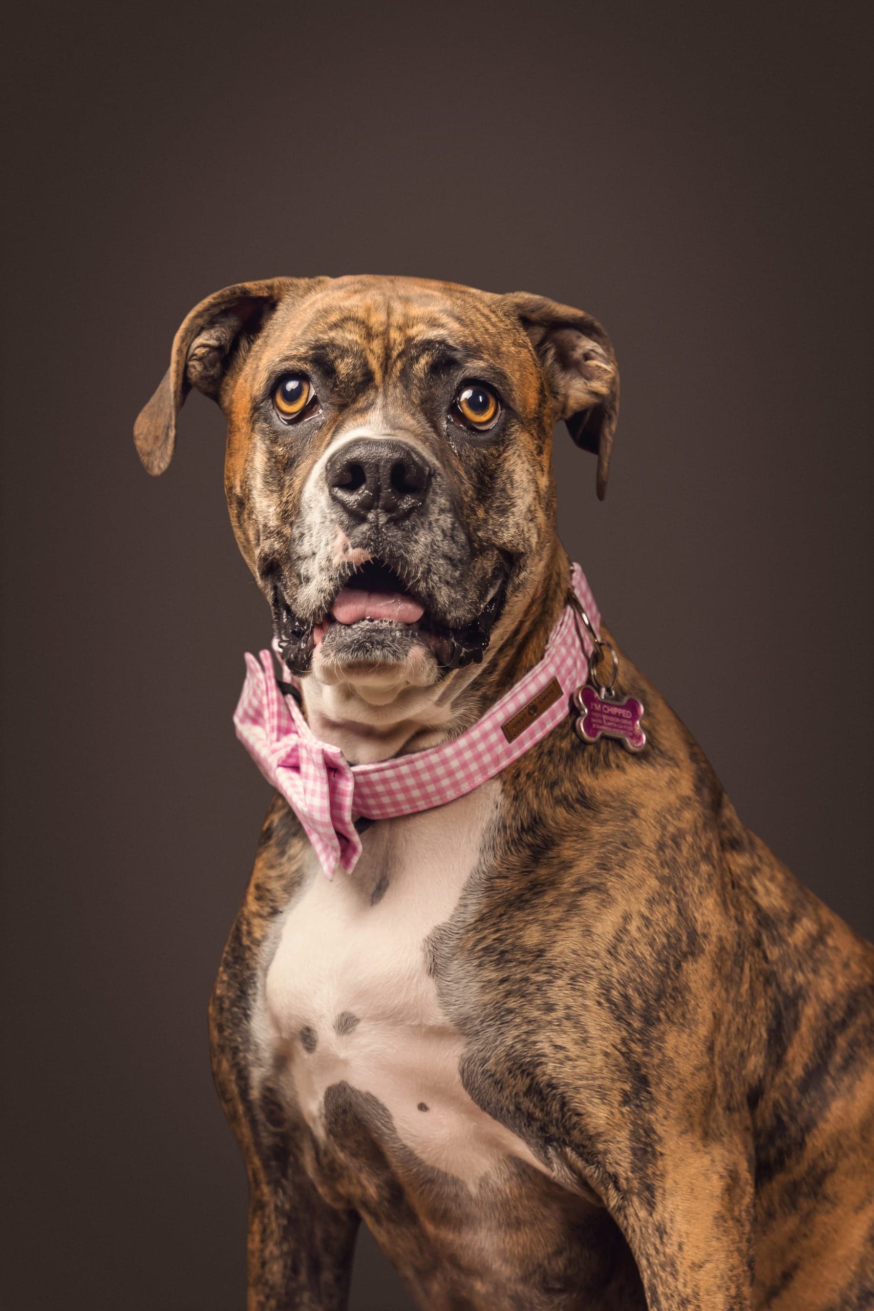Brindle boxer portrait with a pink collar