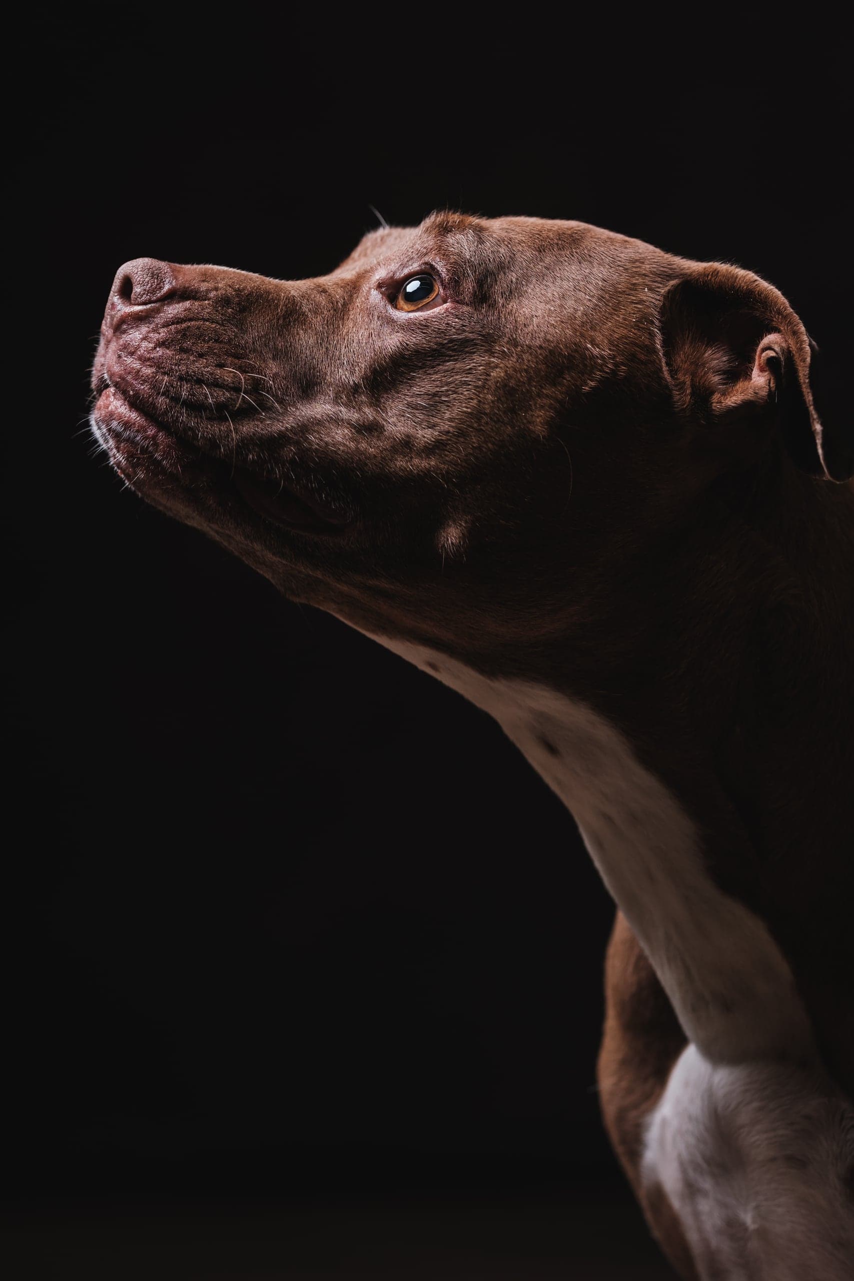 Chocolate pit bull portrait in dramatic studio light