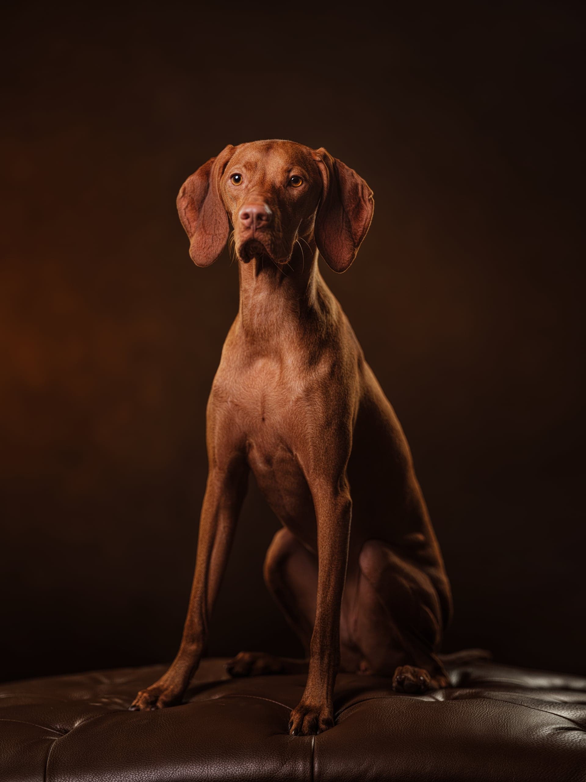 Studio dog portrait