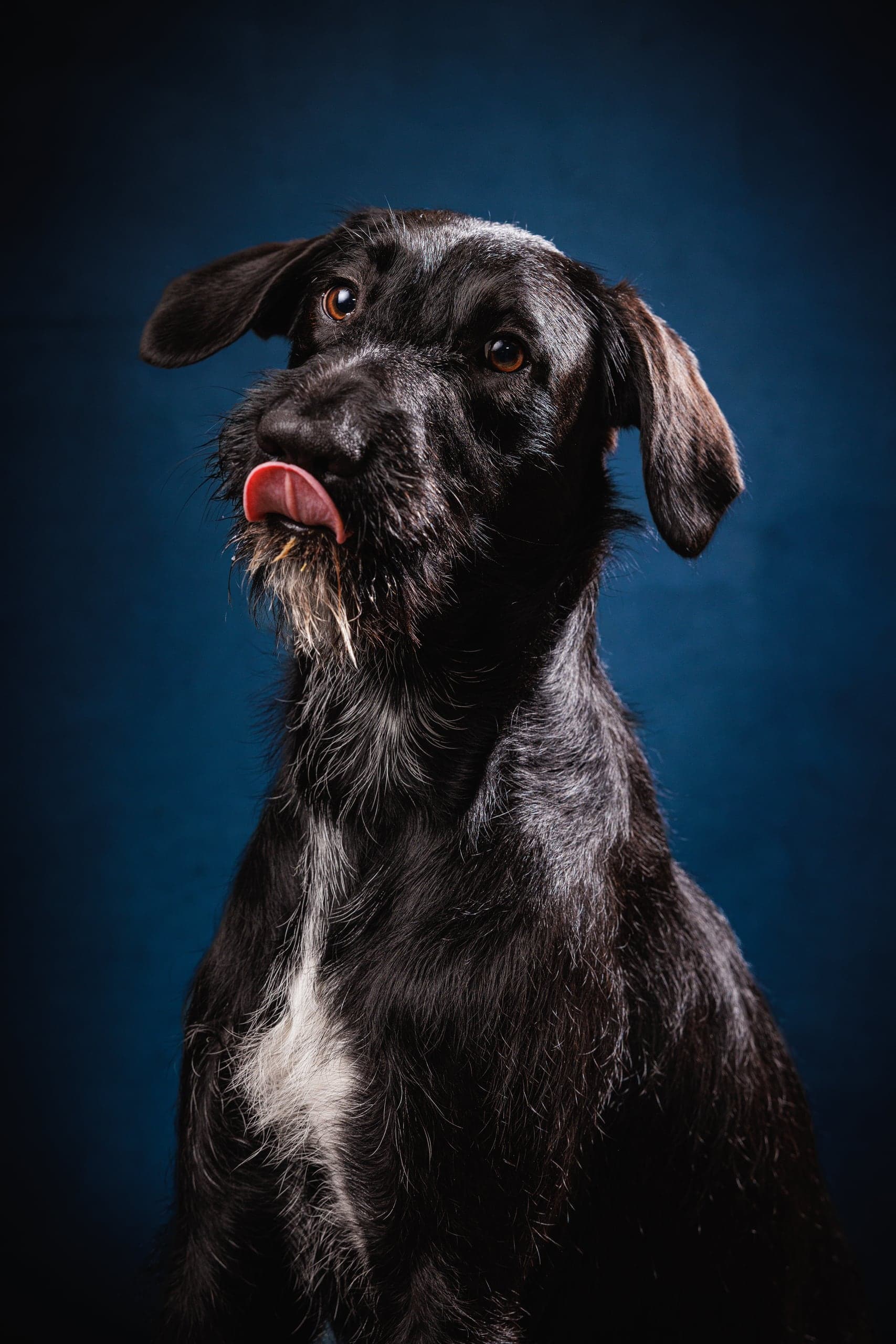 Studio portrait of a dog