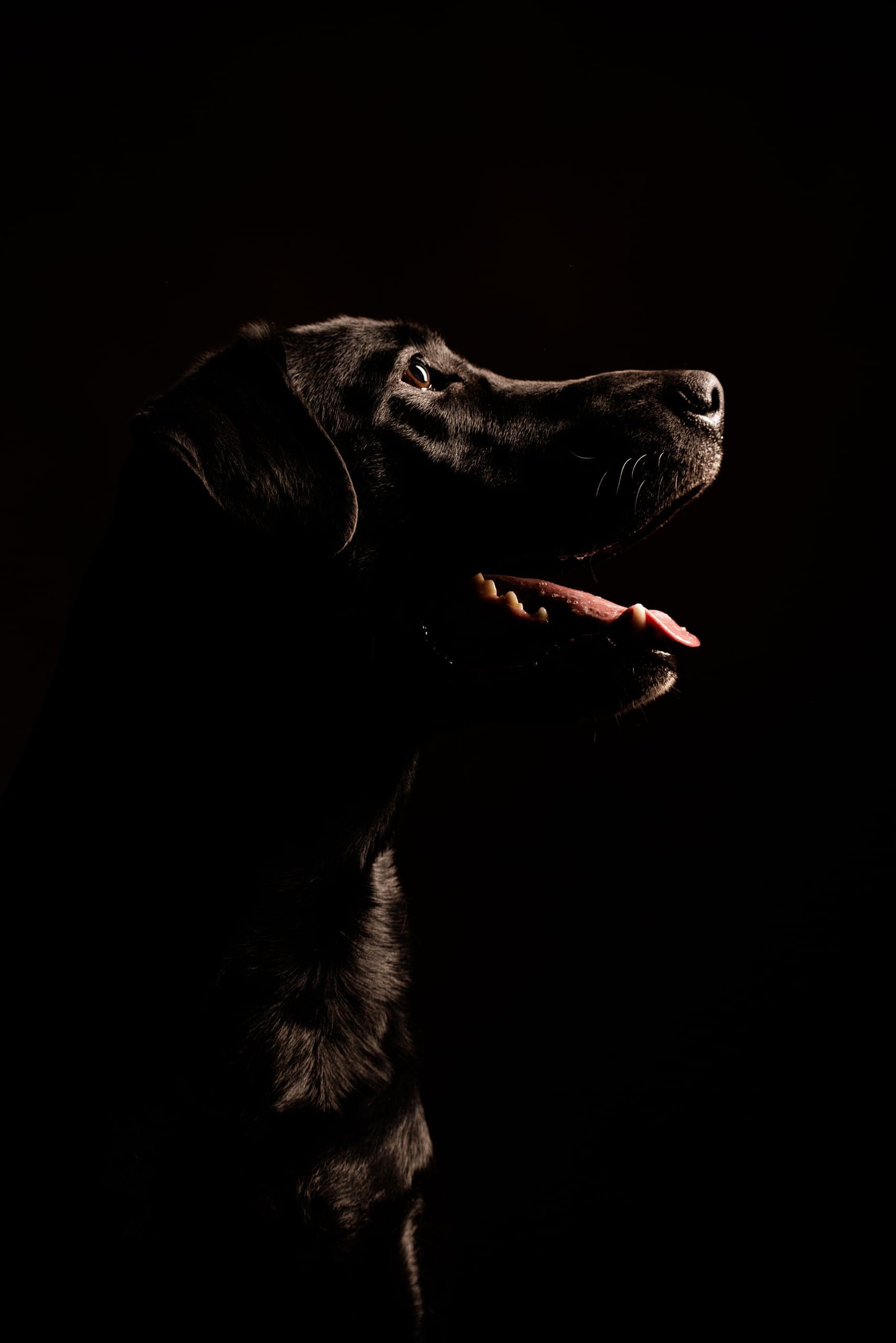 Pet portrait against a studio backdrop