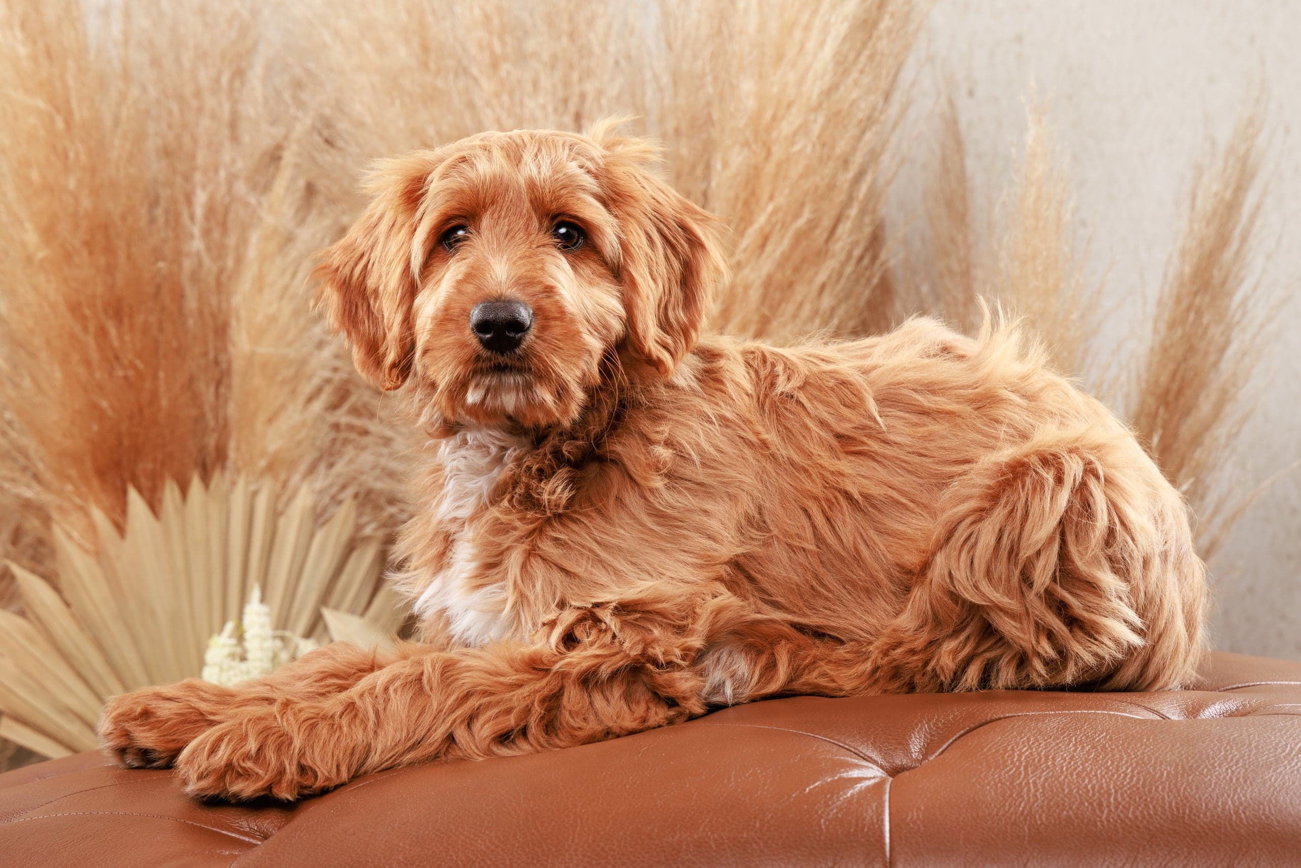 Goldendoodle on a leather sofa with pampas grass