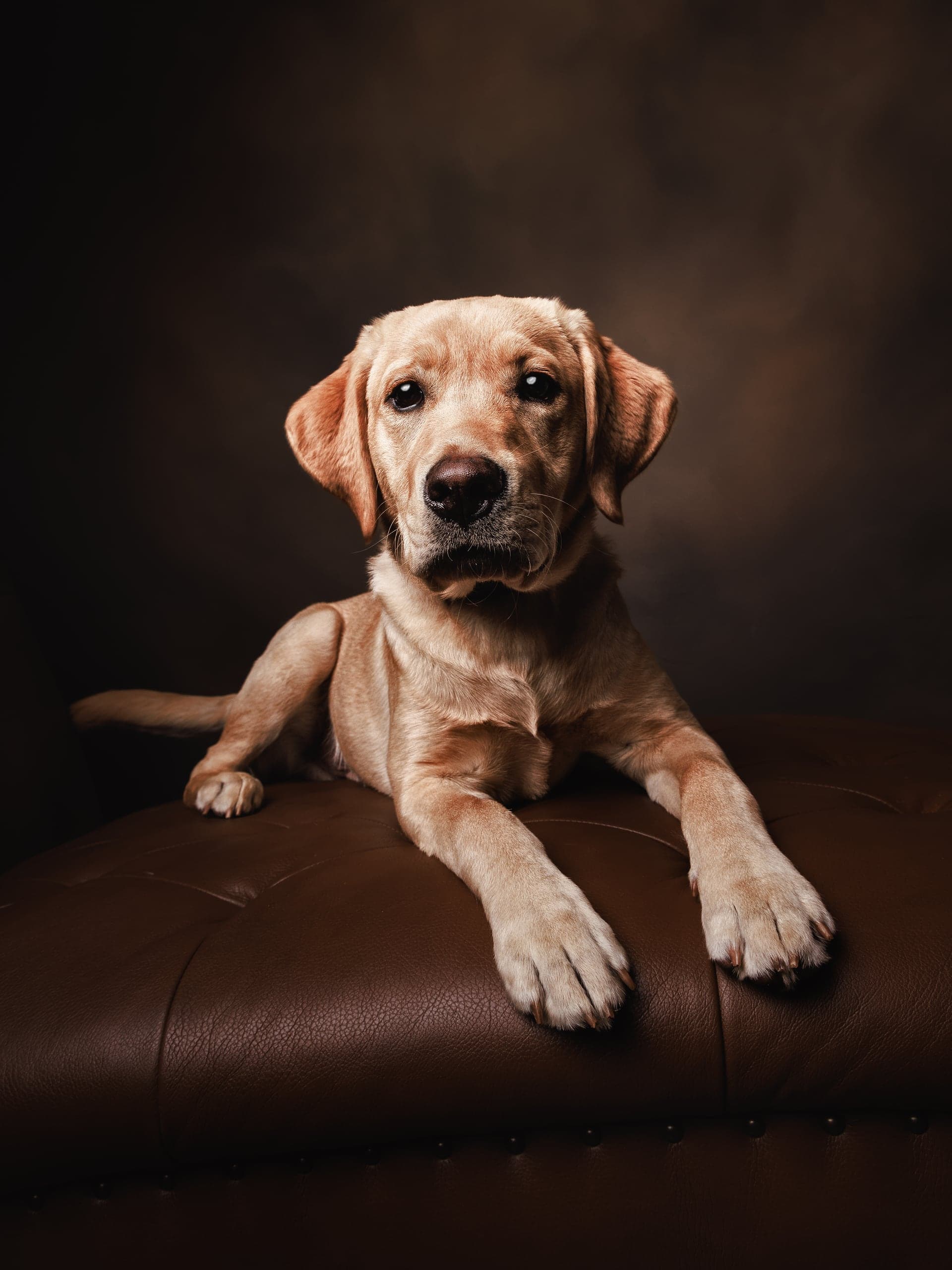 Labrador portrait on a tufted leather ottoman