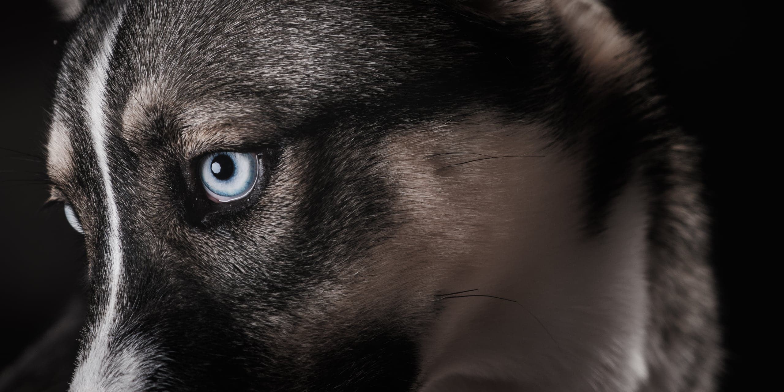 Close-up fine-art portrait of a husky's blue eye