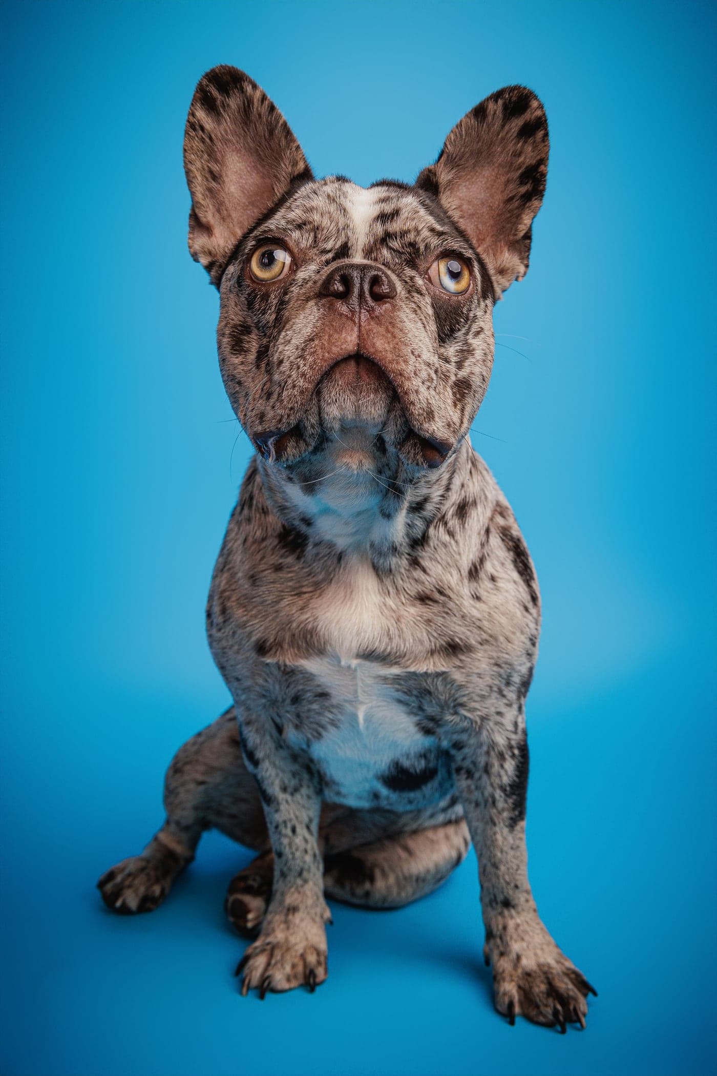 Studio portrait of a French bulldog