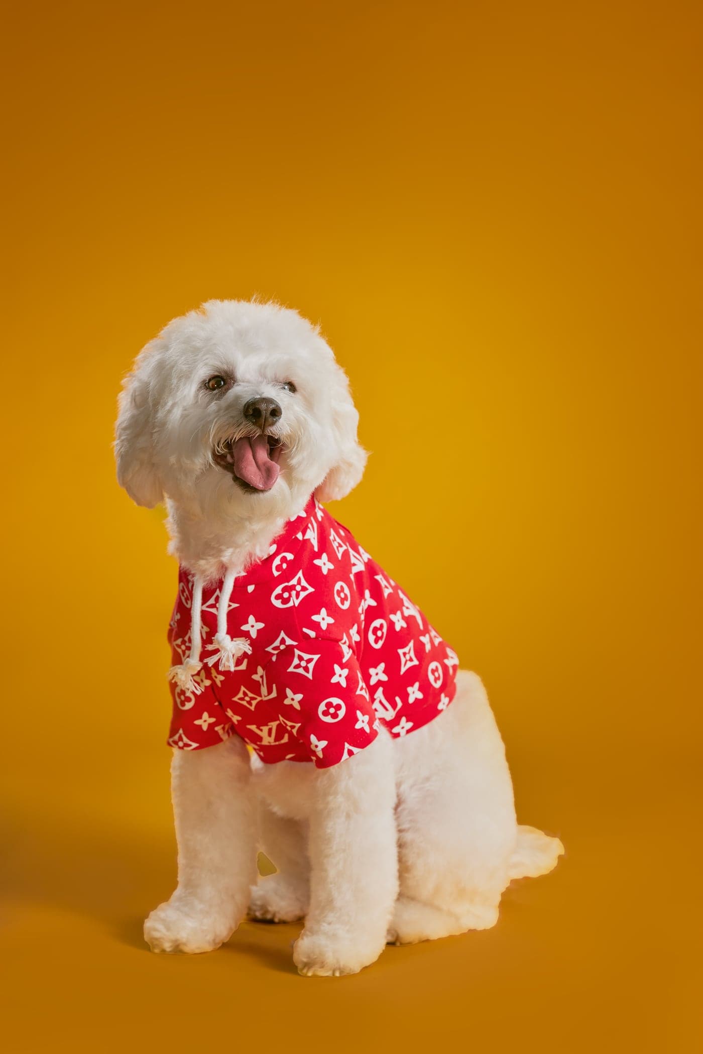 Studio dog portrait