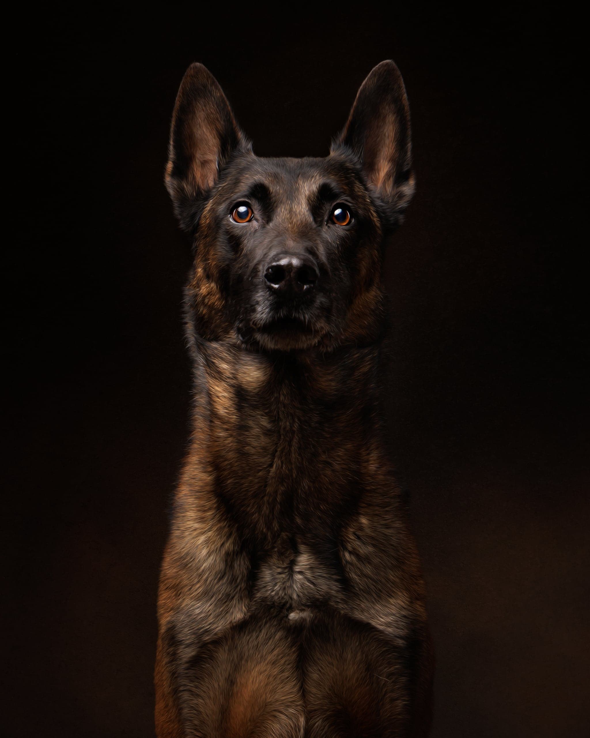 Fine-art dog photography near Acton