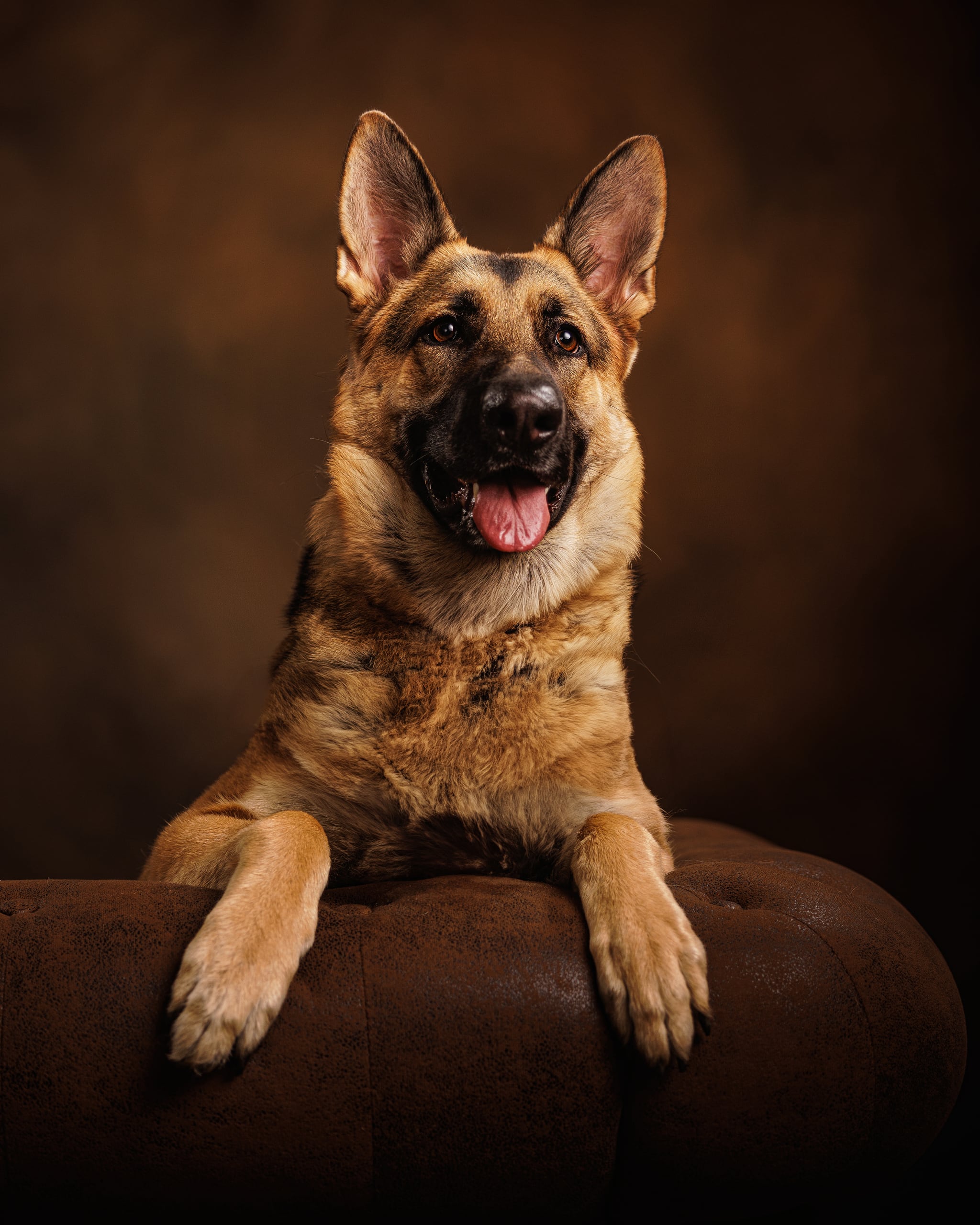 Fine-art dog portrait in the studio