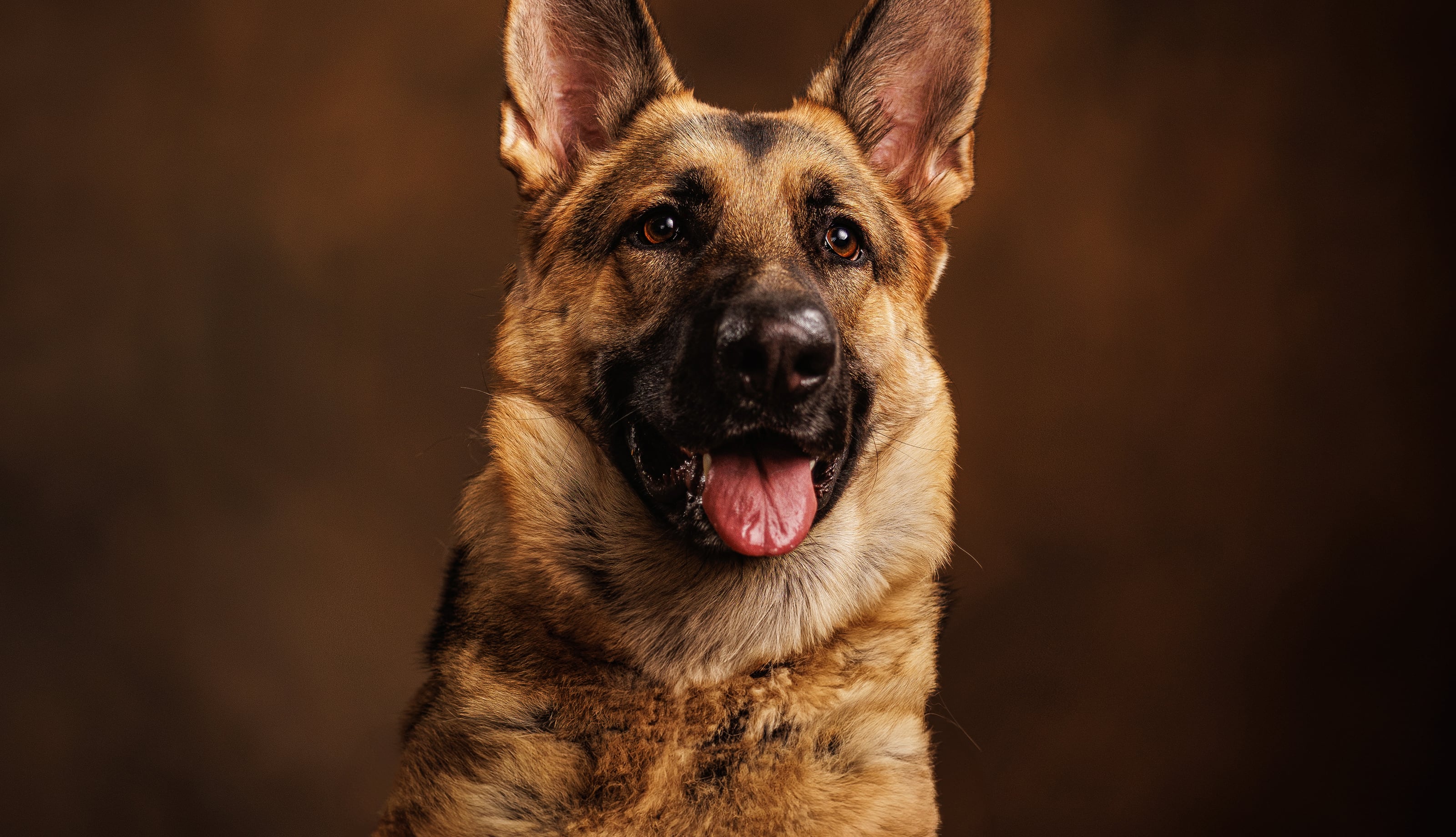 Fine-art studio portrait of a German Shepherd