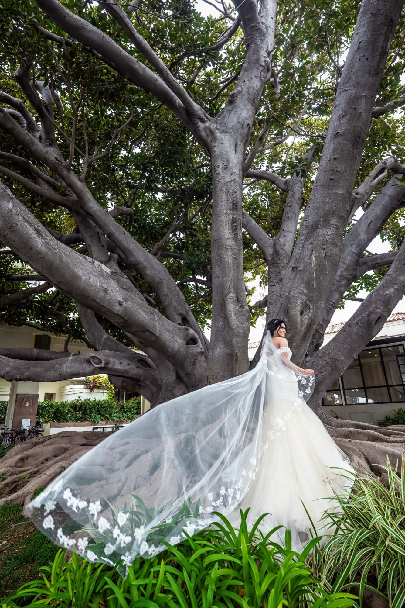 Bride's lace-edged cathedral veil spread beneath a giant fig tree at Saint Monica Catholic Church, photographed by Michael Anthony Photography