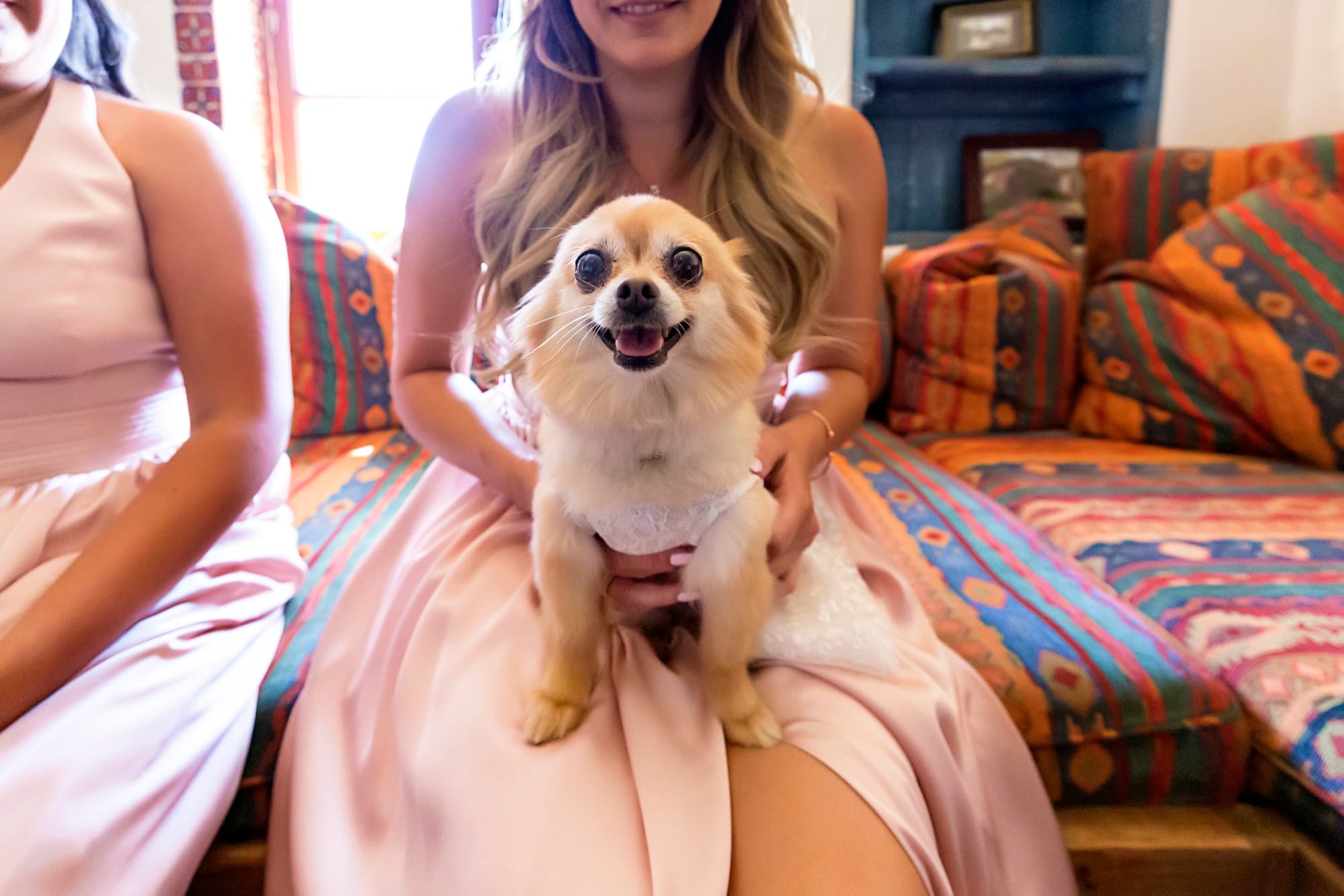 Chihuahua in wedding attire sitting on a bridesmaid's blush gown in the hacienda suite at Hummingbird Nest Ranch