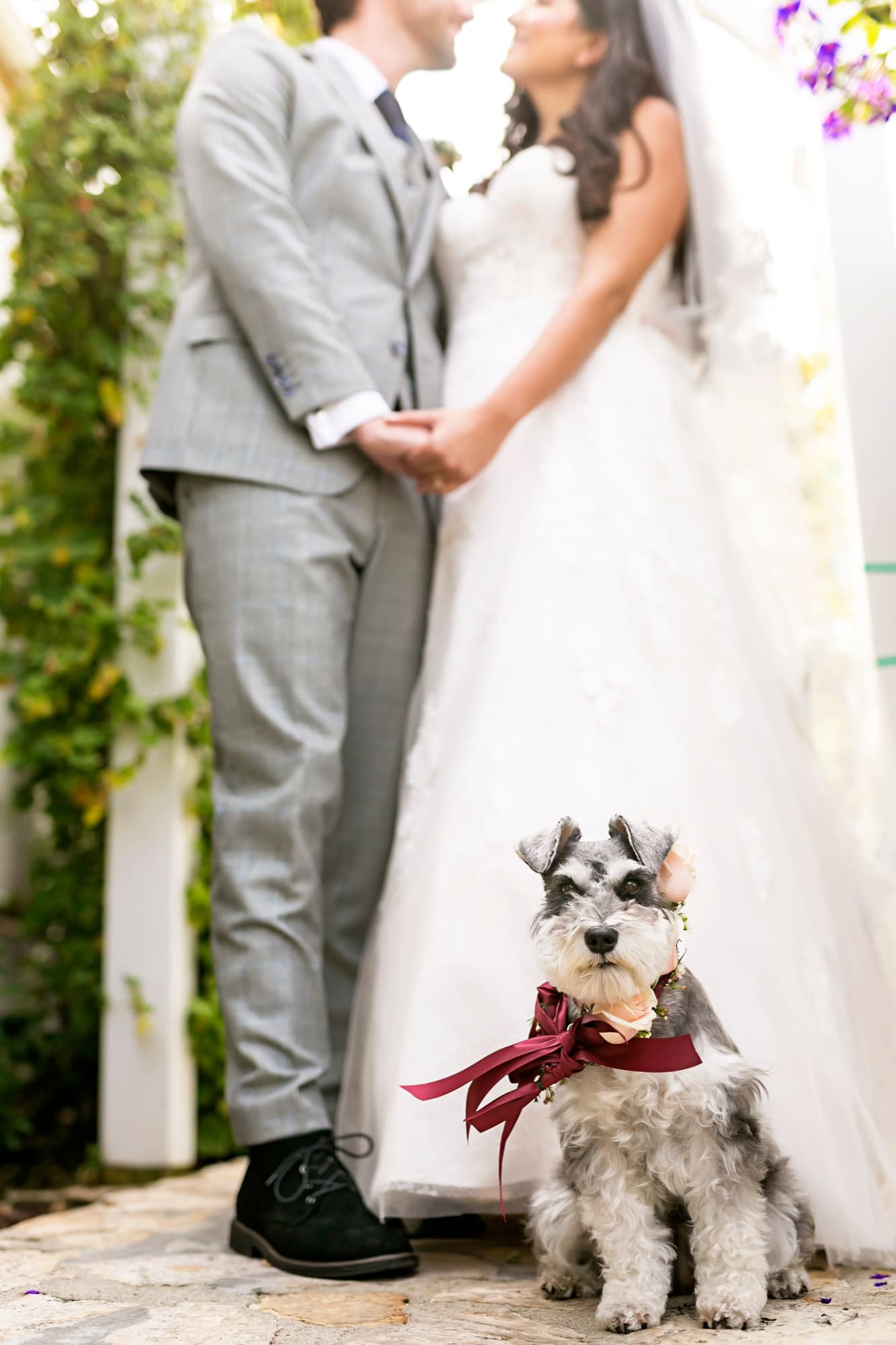 Finnley the miniature schnauzer in a burgundy bow sitting between Stephanie and Josh at their La Venta Inn wedding