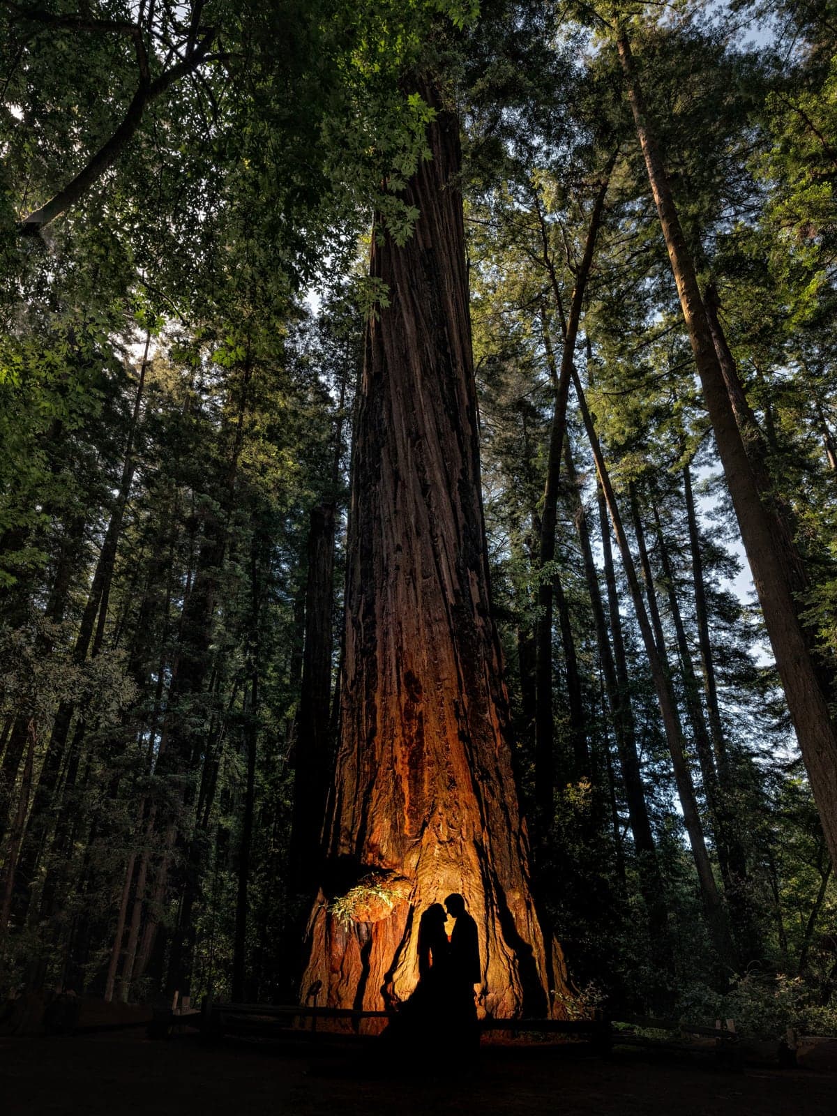 Lauren and Lawrence among towering Santa Cruz redwoods