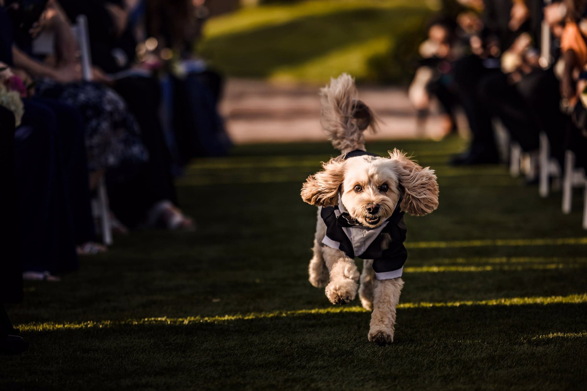 Sarah and Daniel's dog running down the outdoor ceremony aisle at Terranea Resort
