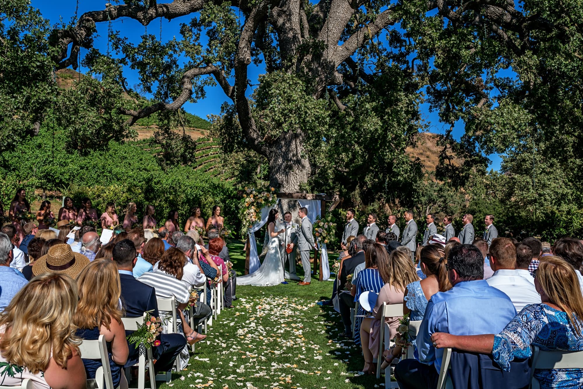 Wide view of the ceremony beneath the giant oak at Triunfo Creek Vineyards, petals lining the aisle and hills rising beyond